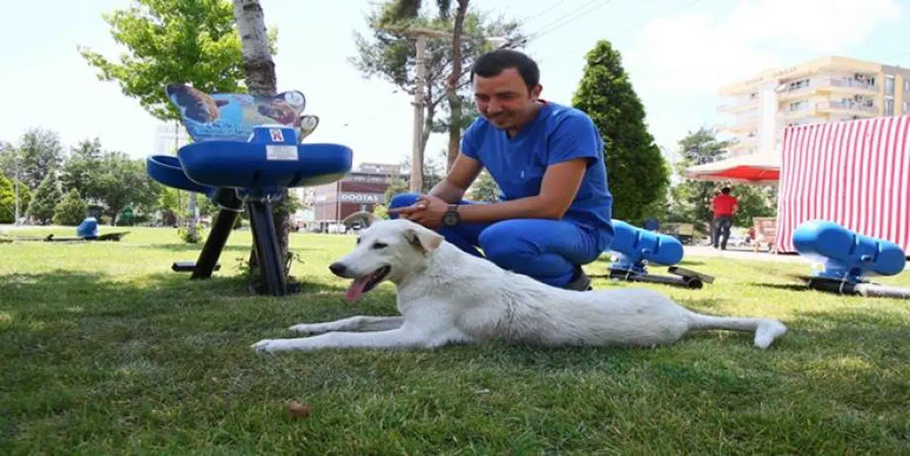 BAYRAKLI’DA SOKAK HAYVANLARI SUSUZ KALMAYACAK