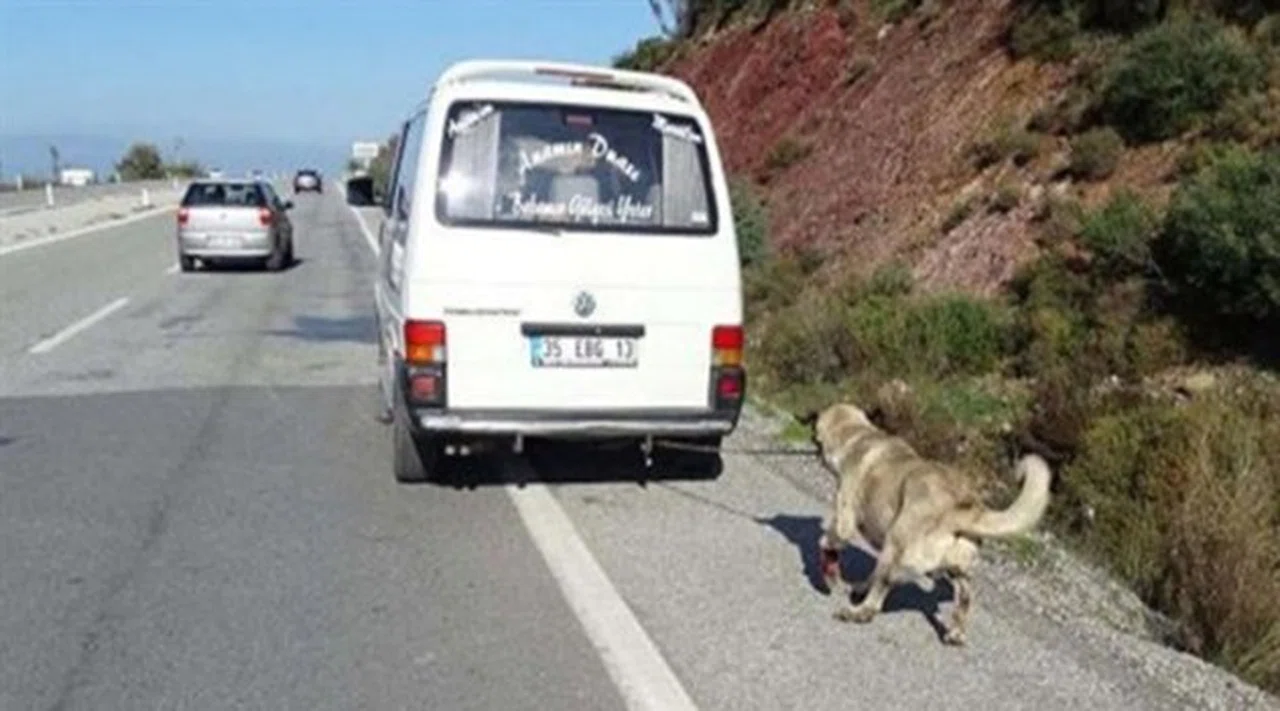 İzmir'de Köpeğe İşkence Yapan 'İnsan'a Hapis Cezası