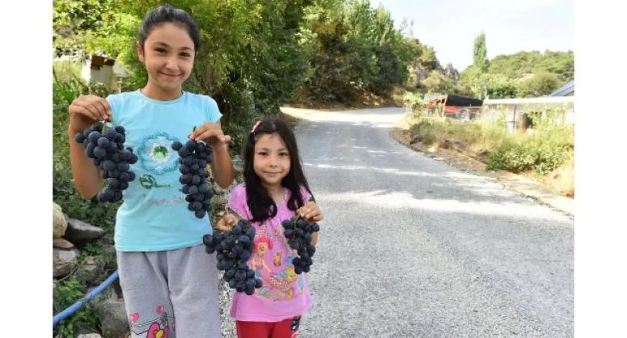 KAVACIK'TA EN KEYİFLİ HASAT