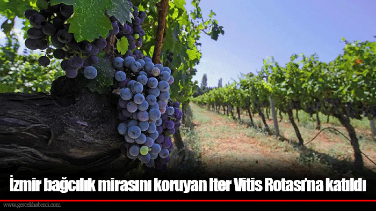 İzmir bağcılık mirasını koruyan Iter Vitis Rotası’na katıldı