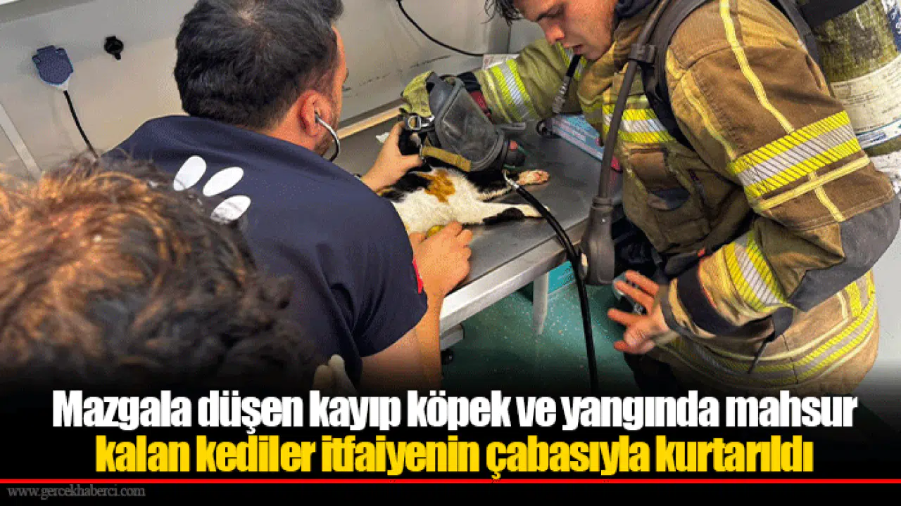 Mazgala düşen kayıp köpek ve yangında mahsur kalan kediler itfaiyenin çabasıyla kurtarıldı