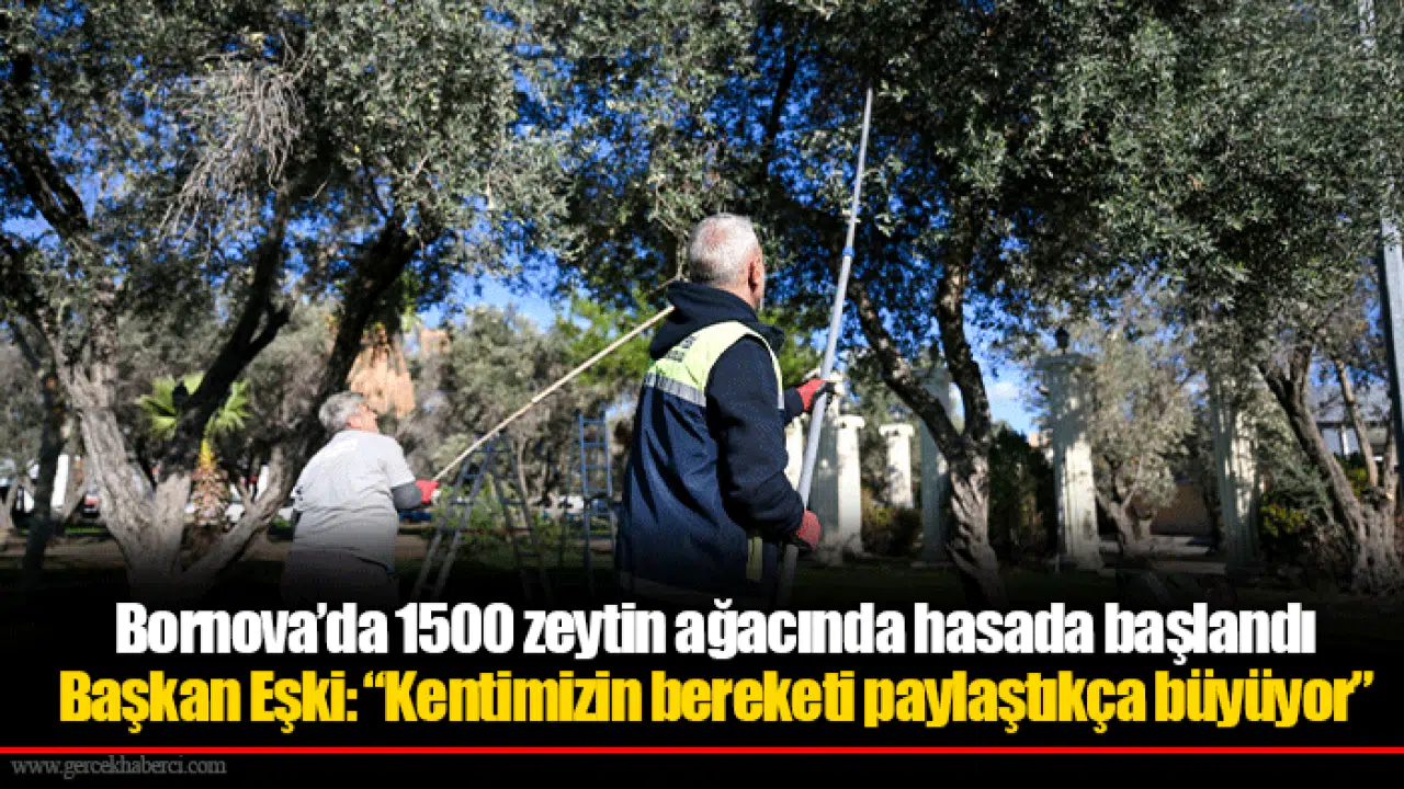 Bornova’da 1500 zeytin ağacında hasada başlandı...  Başkan Eşki: “Kentimizin bereketi paylaştıkça büyüyor”