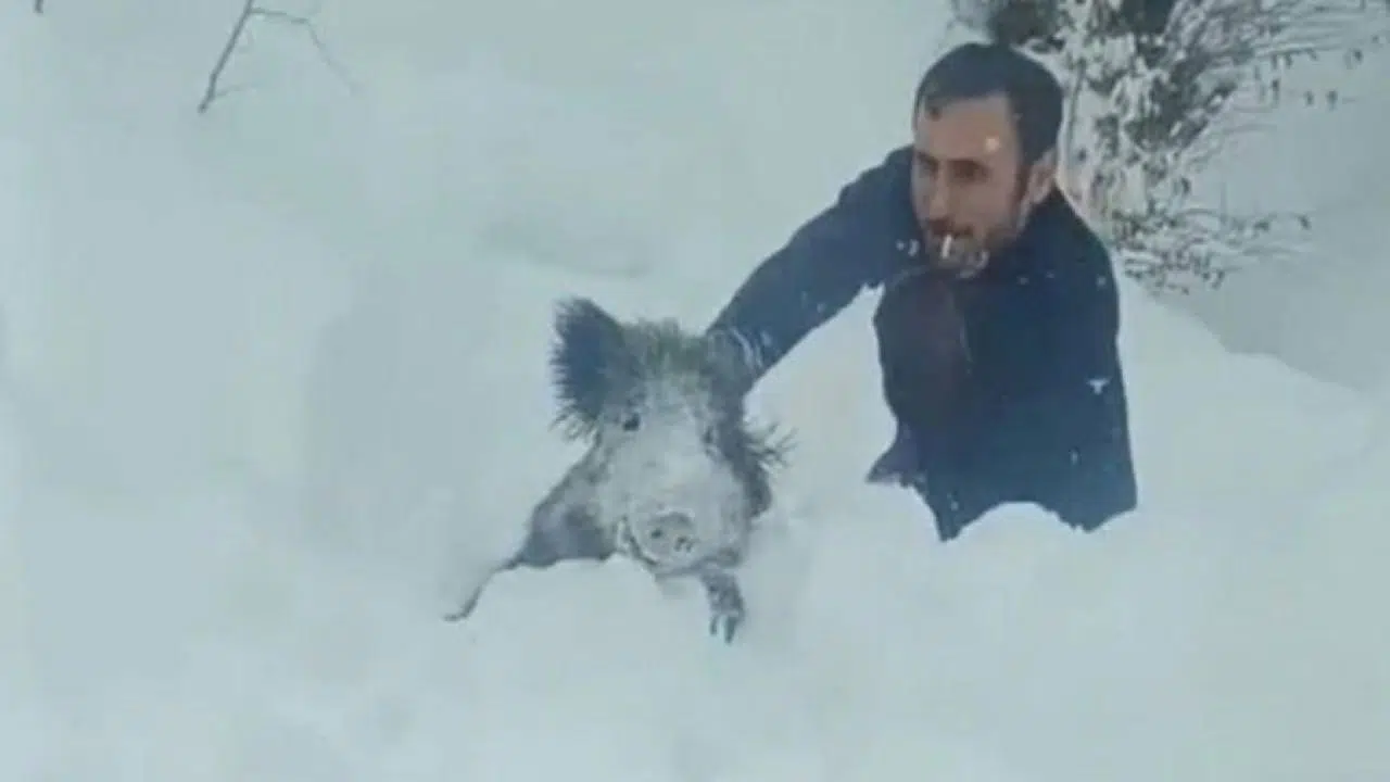 Sinop'ta domuzu eliyle yakalayan kişiye kesilen ceza iptal oldu