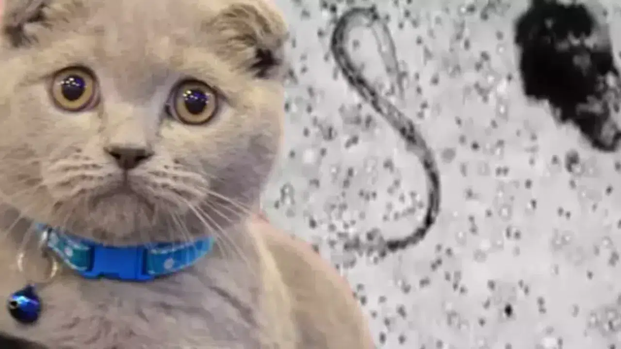 Kedi dışkısı ve çiğ etten bulaşan 'beyin manipülatörü' parazit: Trafik kazalarından şizofreniye risk faktörü
