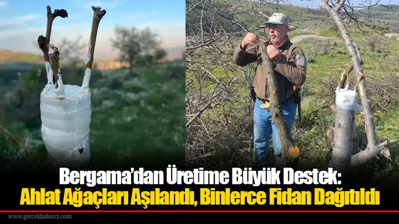 Bergama’dan Üretime Büyük Destek: Ahlat Ağaçları Aşılandı, Binlerce Fidan Dağıtıldı