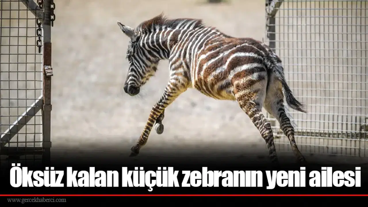 Öksüz kalan küçük zebranın yeni ailesi