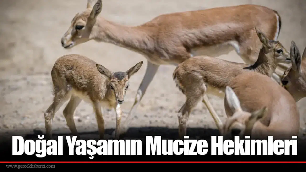 Doğal Yaşamın Mucize Hekimleri