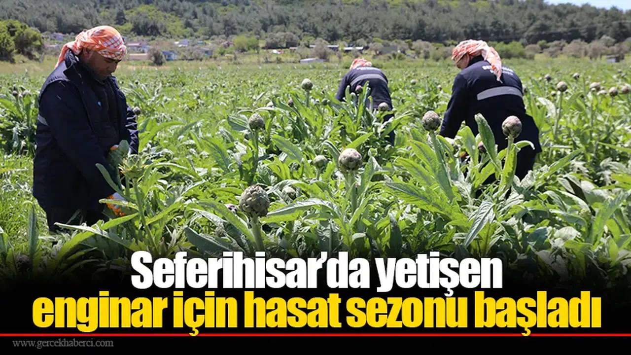 Seferihisar’da yetişen enginar için hasat sezonu başladı
