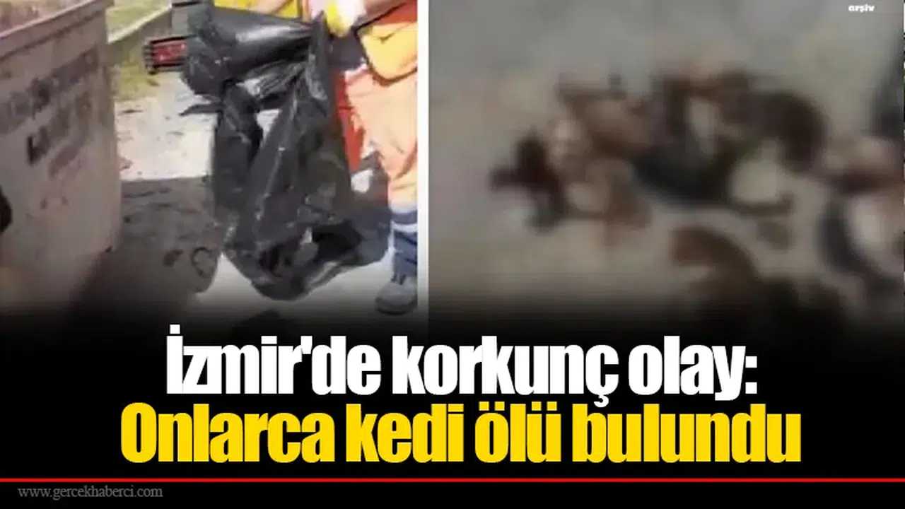 İzmir'de korkunç olay: Onlarca kedi ölü bulundu