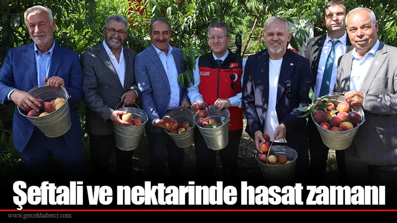 Şeftali ve nektarinde hasat zamanı
