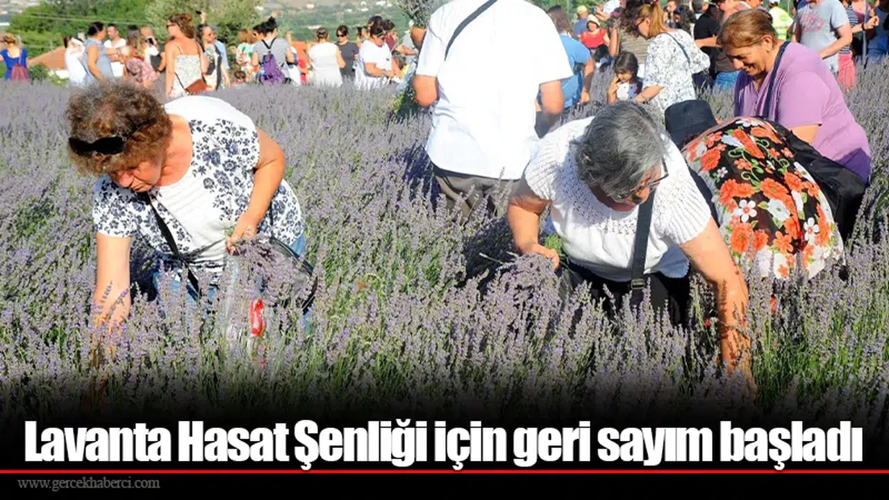 Lavanta Hasat Şenliği için geri sayım başladı