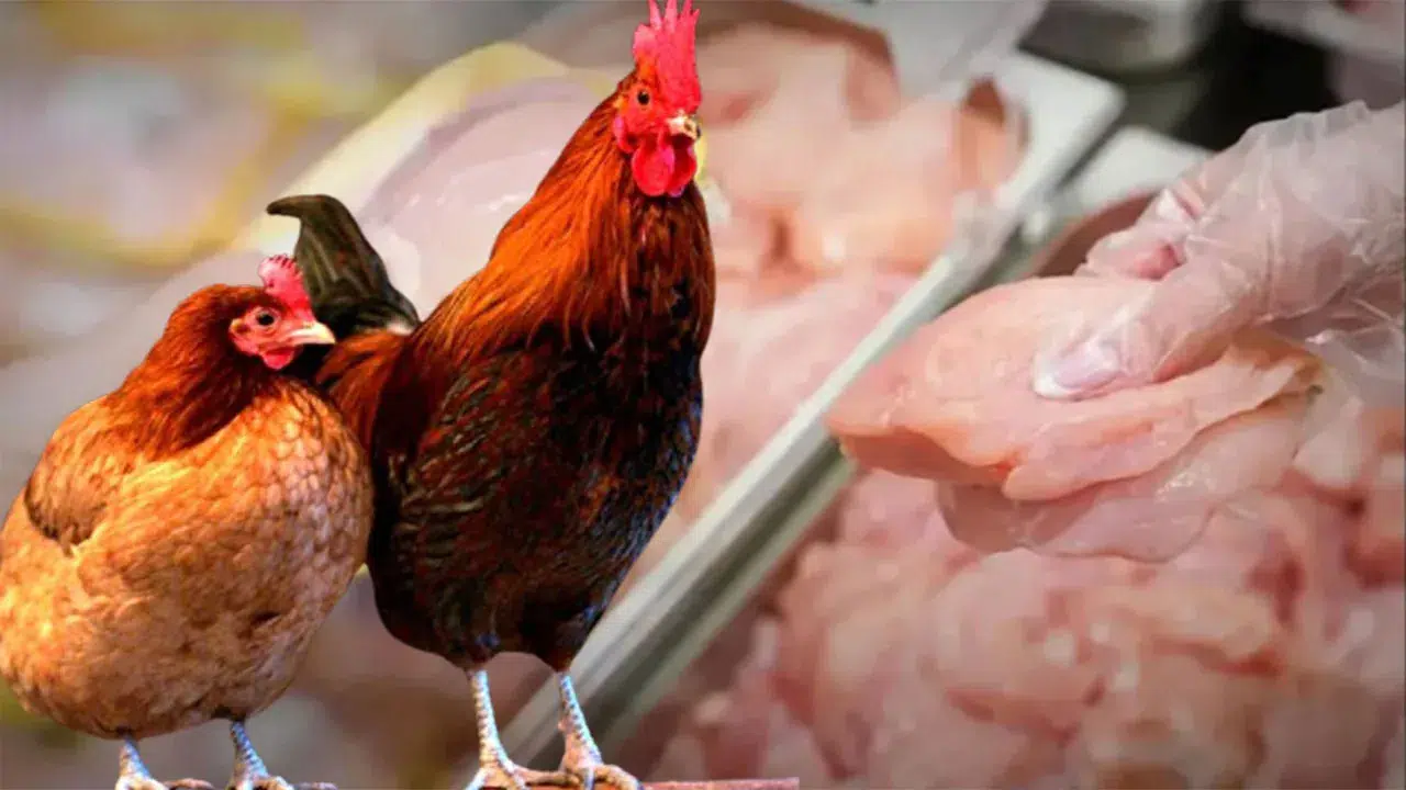Beyaz et soruşturması ihracatı vurdu: Haftalık kayıp dudak uçuklattı