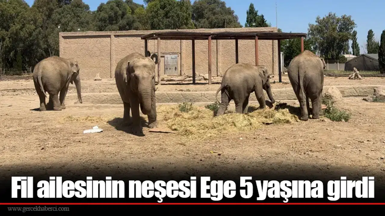 Fil ailesinin neşesi Ege 5 yaşına girdi