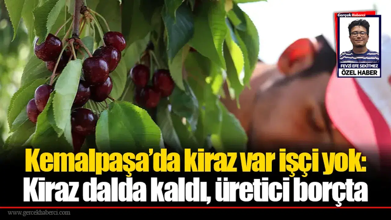 Kemalpaşa’da kiraz var işçi yok:  Kiraz dalda kaldı, üretici borçta
