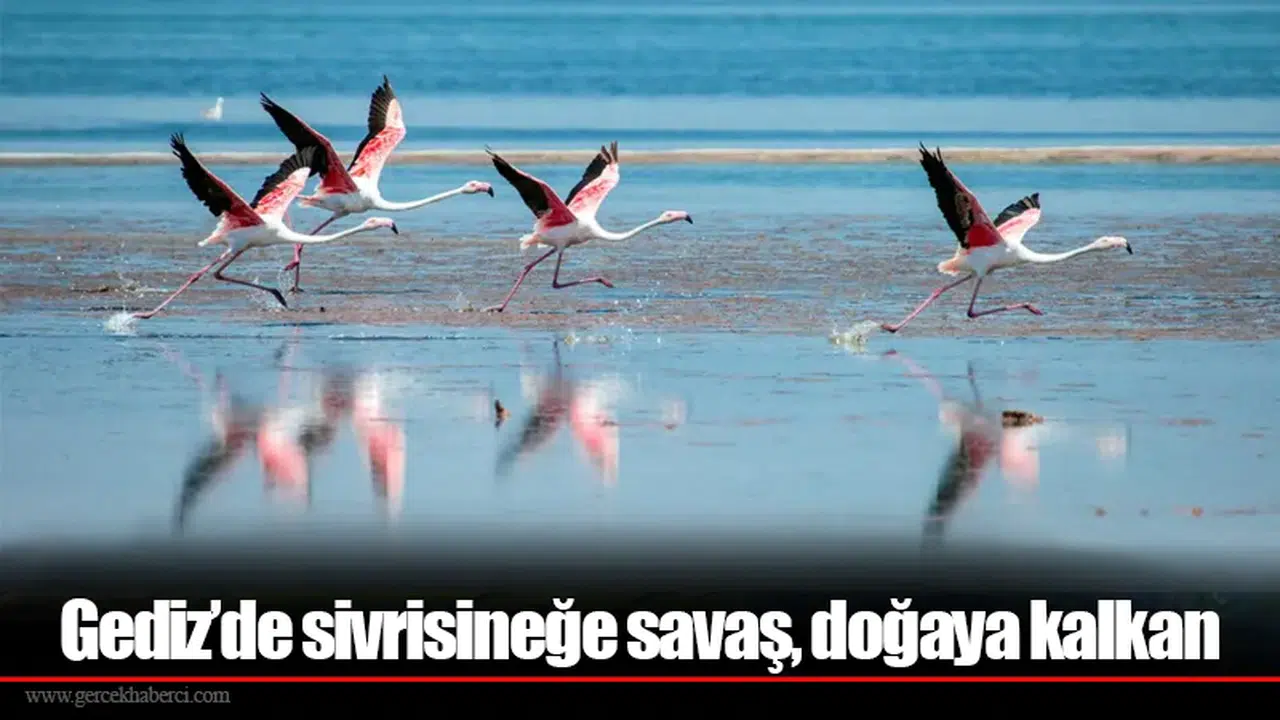 Gediz’de sivrisineğe savaş, doğaya kalkan