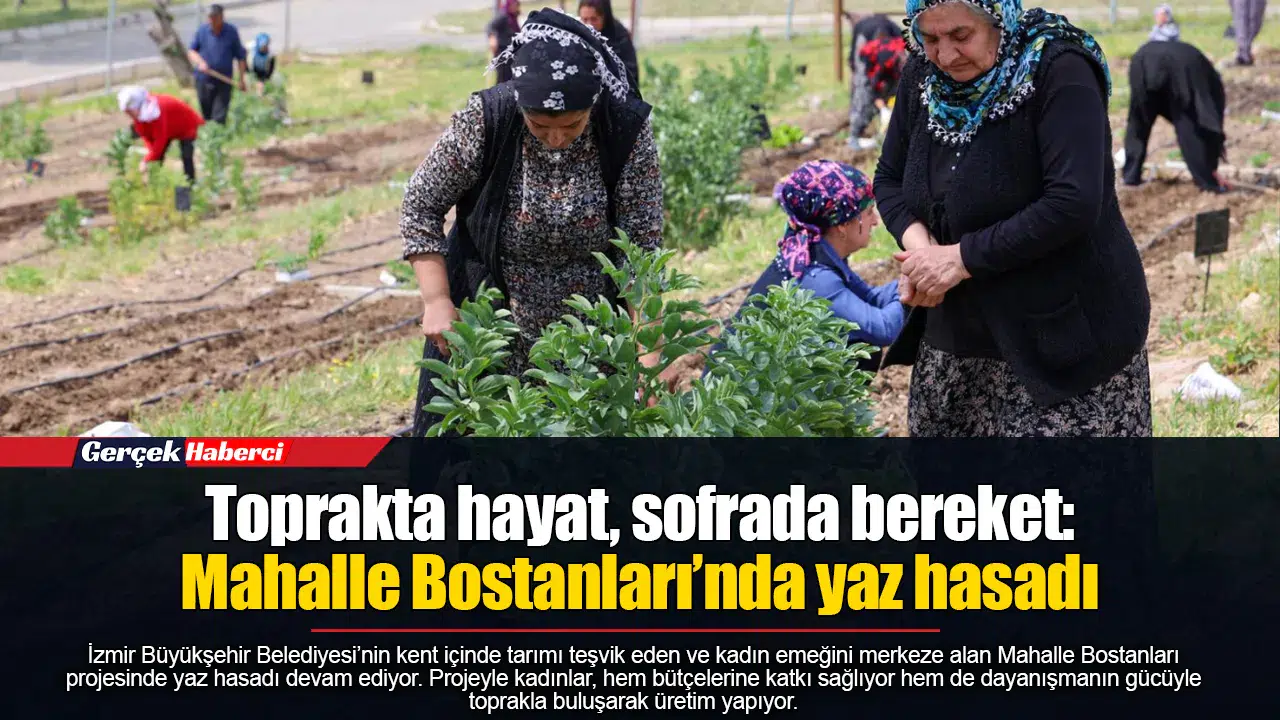 Toprakta hayat, sofrada bereket: Mahalle Bostanları’nda yaz hasadı
