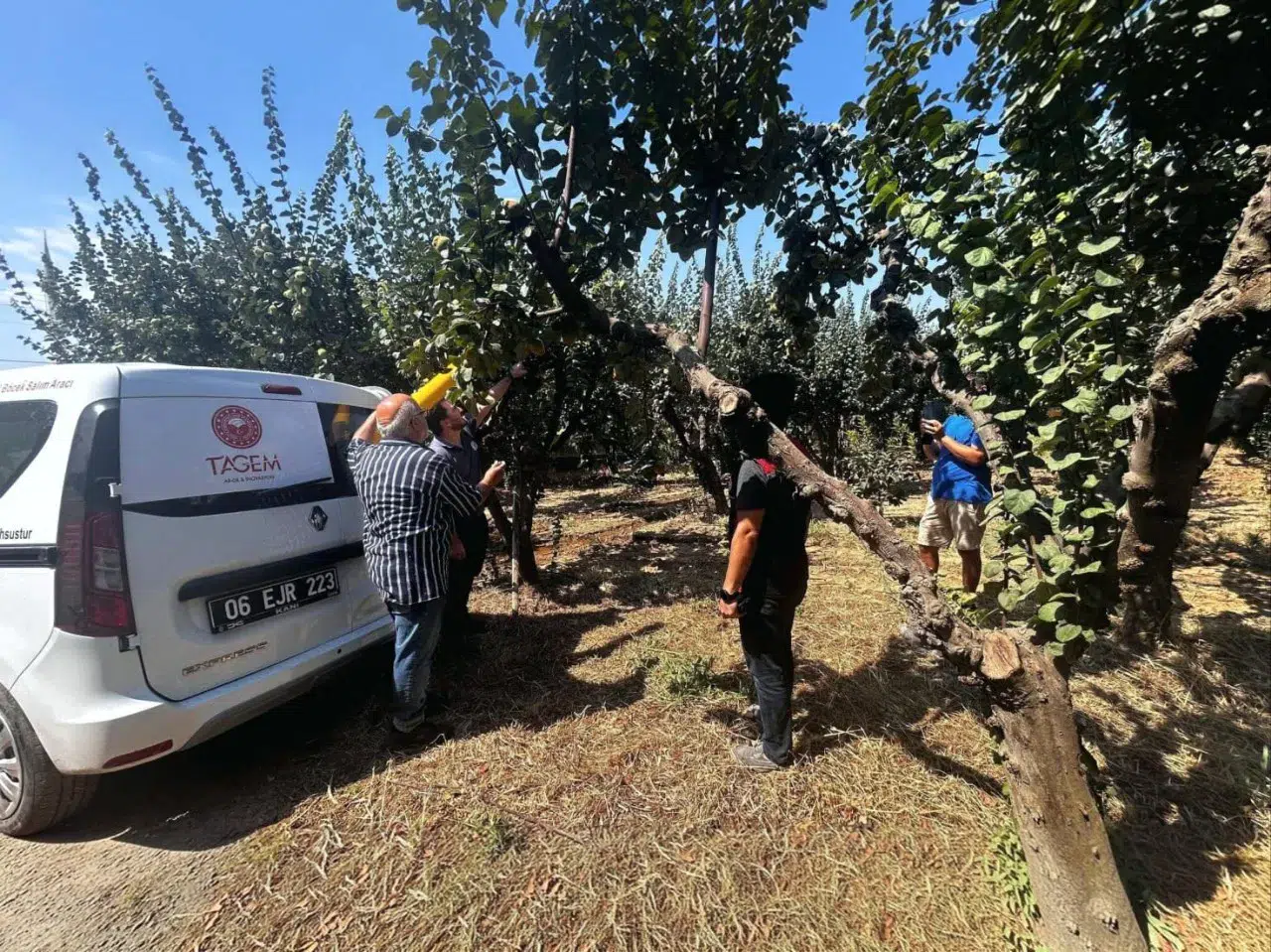 Menderes’te Akdeniz Meyve Sineğine Karşı Biyoteknik Mücadele