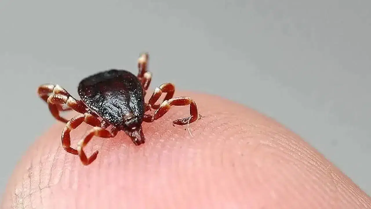 Kene ısırması sonucu KKKA şüphesiyle tedavi gören kişi hayatını kaybetti