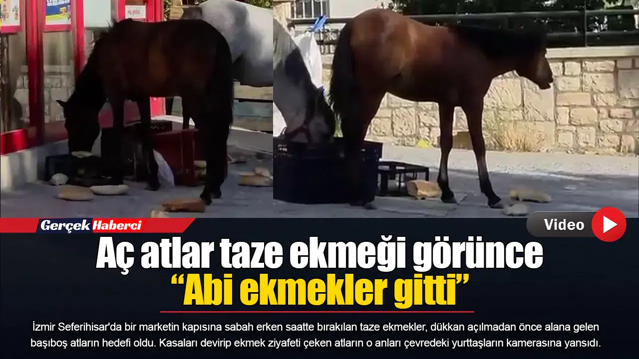 Aç atlar taze ekmeği görünce “Abi ekmekler gitti”