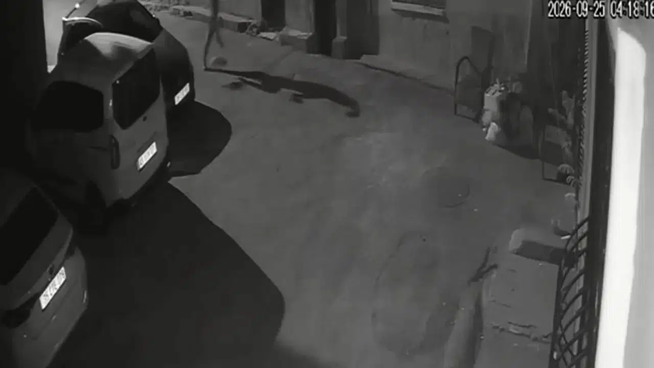 İzmir Konak'ta bir kişinin köpeğine tekme atıp sürüklediği anlar kamerada