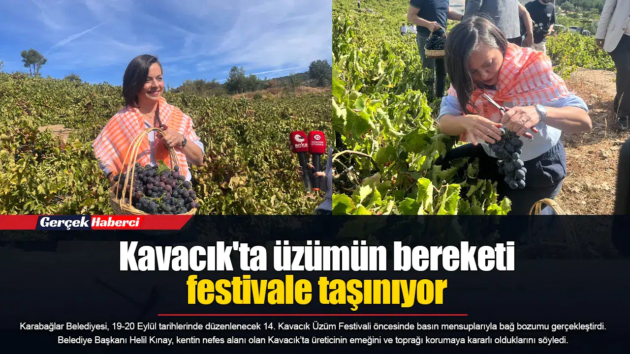 Kavacık'ta üzümün bereketi festivale taşınıyor