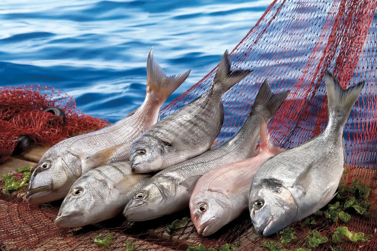 Su ürünleri sektörü Future Fish Eurasia’da buluşuyor