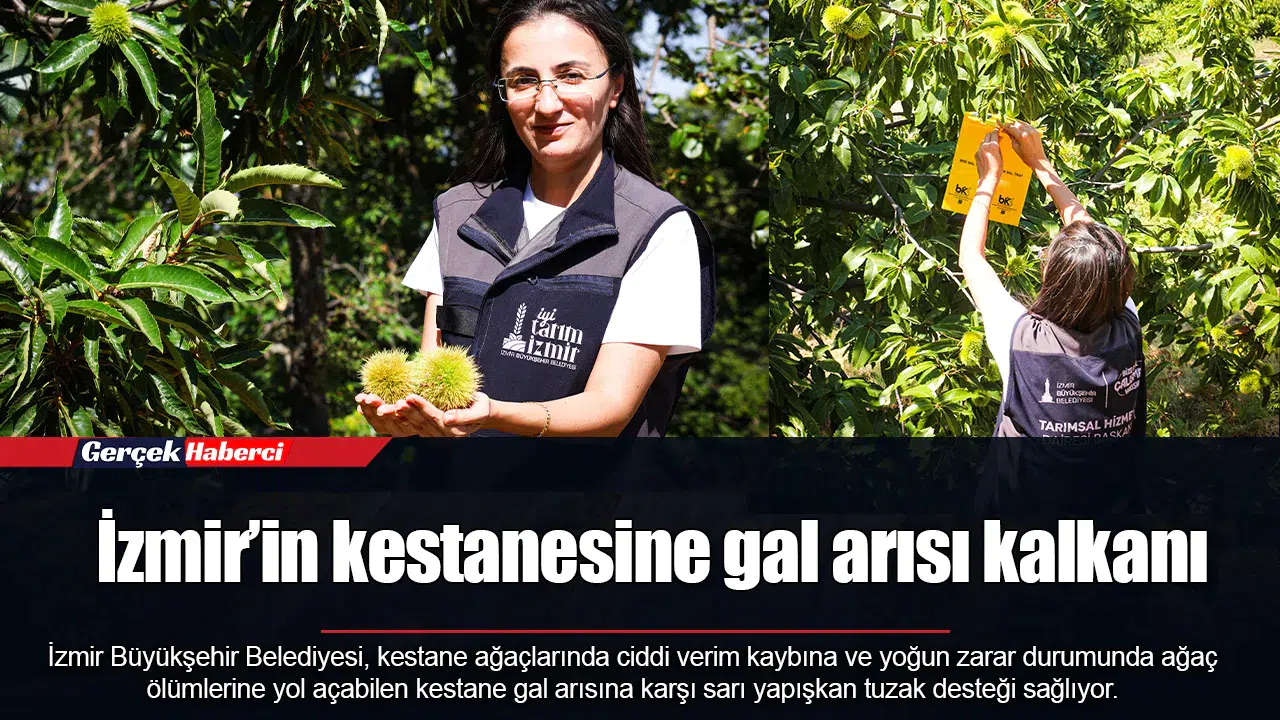 İzmir’in kestanesine gal arısı kalkanı