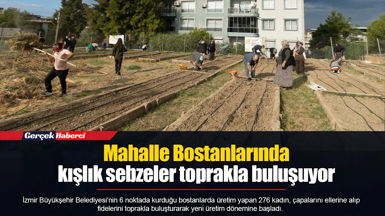 Mahalle Bostanlarında kışlık sebzeler toprakla buluşuyor