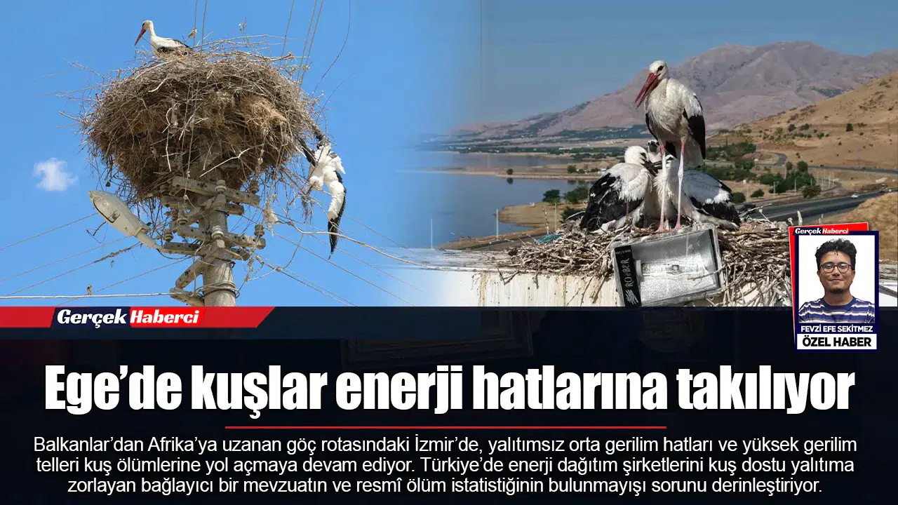 Ege’de kuşlar enerji hatlarına takılıyor