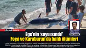 Ege’nin ‘suyu ısındı!’ Foça ve Karaburun’da balık ölümleri