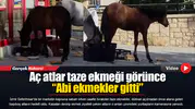 Aç atlar taze ekmeği görünce “Abi ekmekler gitti”