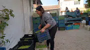 Zeytin fiyatları 20 liraya düştü, üretici hasadı bırakıyor