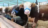 Kurbanlıklar satılmazsa ne olacak sorusu cevabını buldu