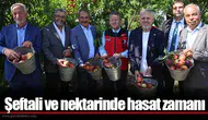 Şeftali ve nektarinde hasat zamanı
