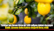 Türkiye’nin limon ihracatı 500 milyon dolara koşuyor