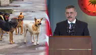 Sokak köpeği saldırıları sonrası üç belediye başkanına soruşturma