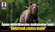 Ayının öldürülmesine avukatından tepki: "Öldürmek çözüm değil!"