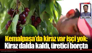 Kemalpaşa’da kiraz var işçi yok:  Kiraz dalda kaldı, üretici borçta