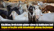 Küçükbaş üreticisinin günler süren işi dakikalara indi