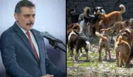 Bakan Çiftçi: Sokak hayvanlarının yüzde 92,35'i barınaklara ve doğal yaşam alanlarına alındı