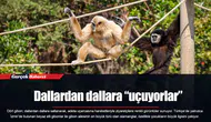 Dallardan dallara “uçuyorlar”