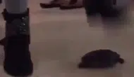 Sosyal medyada infial oluşturan kaplumbağa eziyeti görüntülerine gözaltı