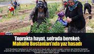 Toprakta hayat, sofrada bereket: Mahalle Bostanları’nda yaz hasadı