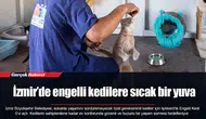 İzmir’de engelli kedilere sıcak bir yuva