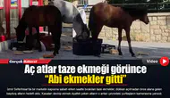 Aç atlar taze ekmeği görünce “Abi ekmekler gitti”