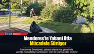 Menderes’te Yabani Otla Mücadele Sürüyor