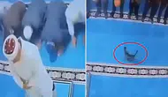 Erzurum'da camide kediyi tekmeleyen şüpheli serbest bırakıldı