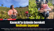 Kavacık'ta üzümün bereketi festivale taşınıyor
