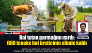 Bal tutan parmağını ısırdı:  600 teneke bal üreticinin elinde kaldı