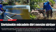 Sivrisinekle mücadele dört mevsim sürüyor